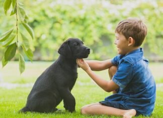 Tips to Protect Your Lawn from Your Pet’s Damage Tips to Protect Your Lawn from Your Pet’s Damage